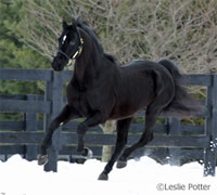 Horse in winter