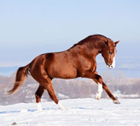 Horse in Snow