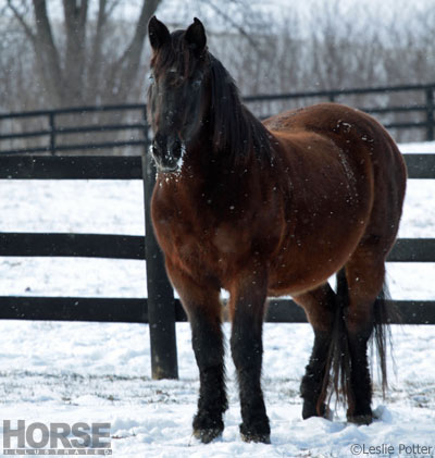 Horses are hardy animals who can withstand poor weather very well