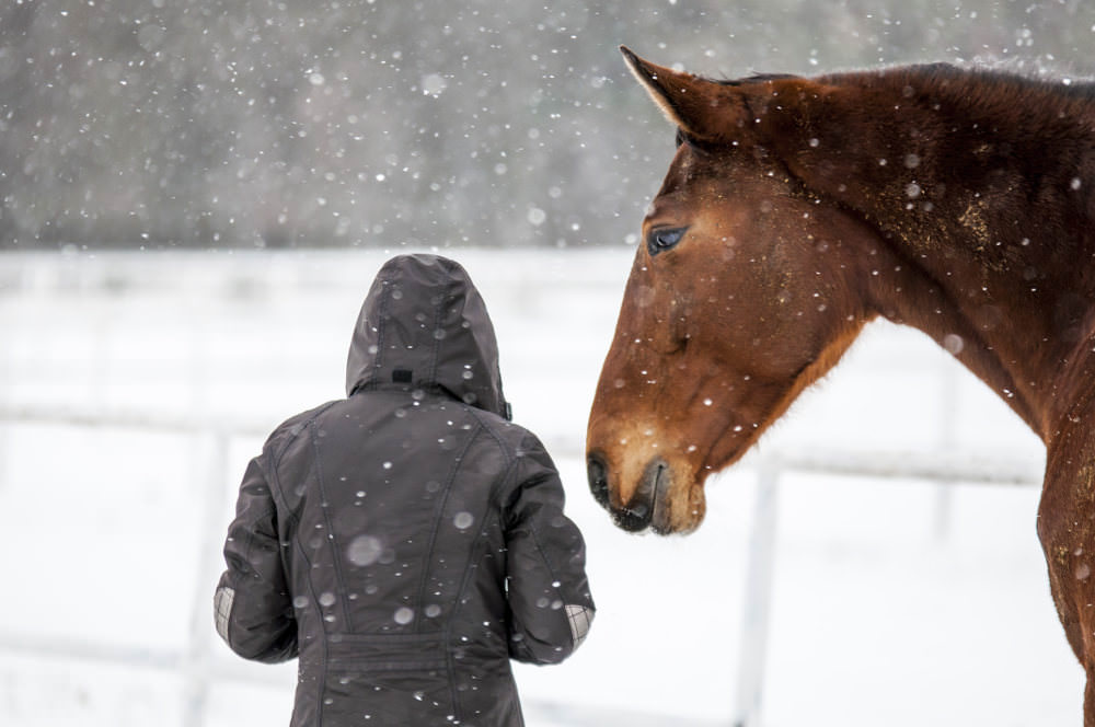 Snowy horse and human