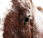 Happy Holidays from HorseChannel and Robert Frost!