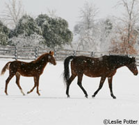 Mare and foal in the snow