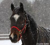 Horse in the snow