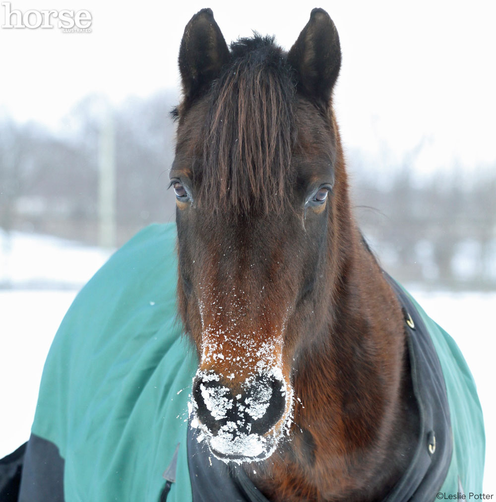 Snowy Horse