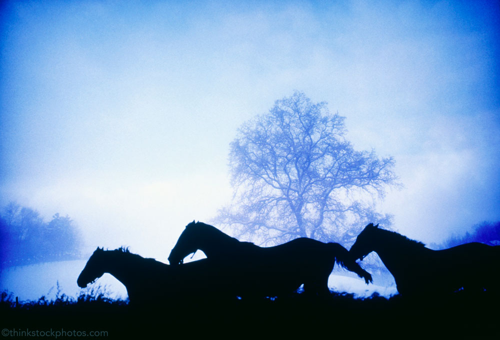 Spooky Horses