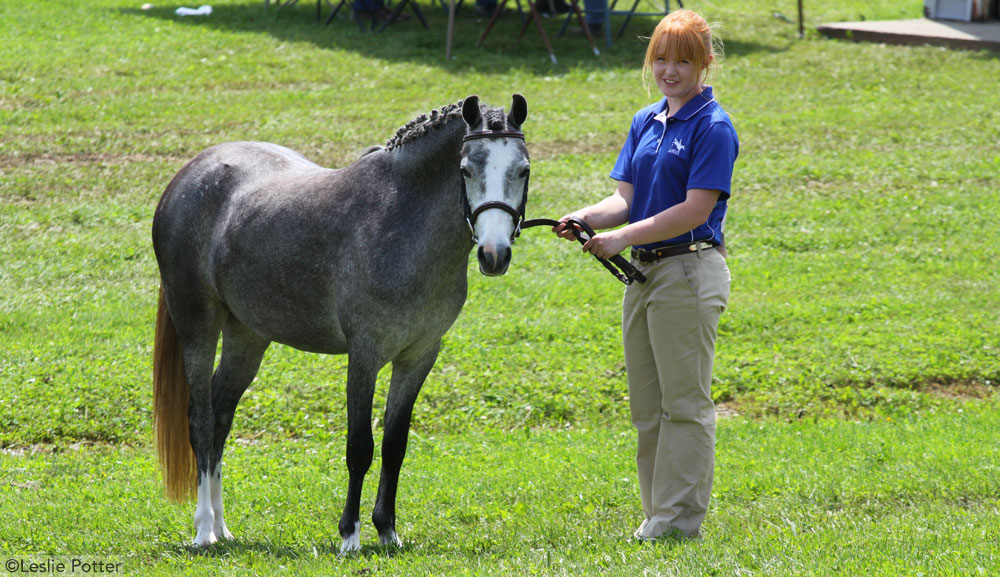 Sport Pony Halter