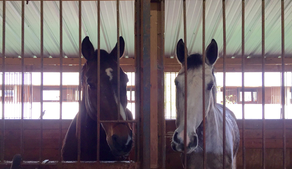 Stall Neighbors