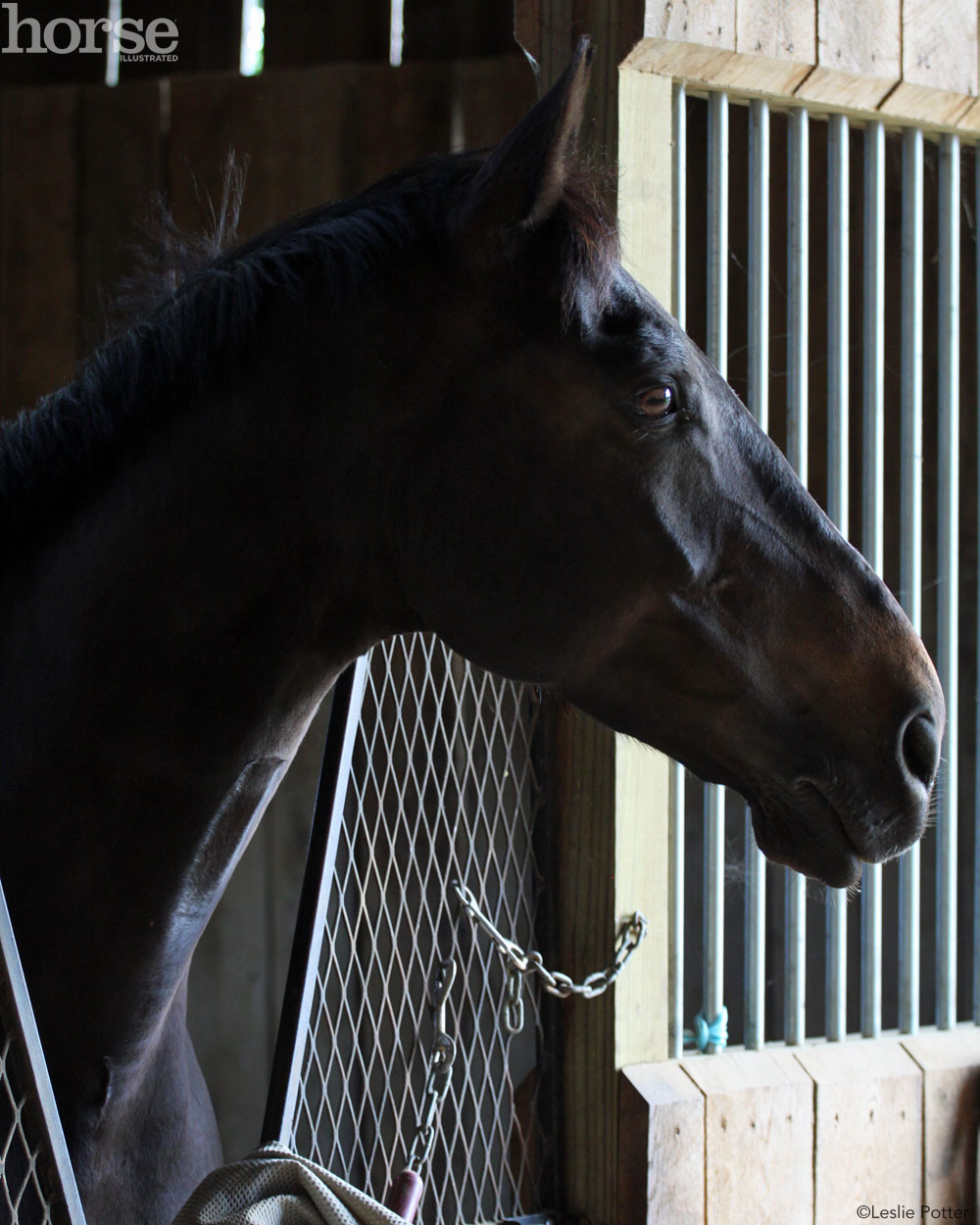 Horse in Stall