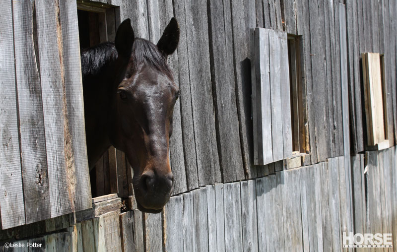 Stabled horse