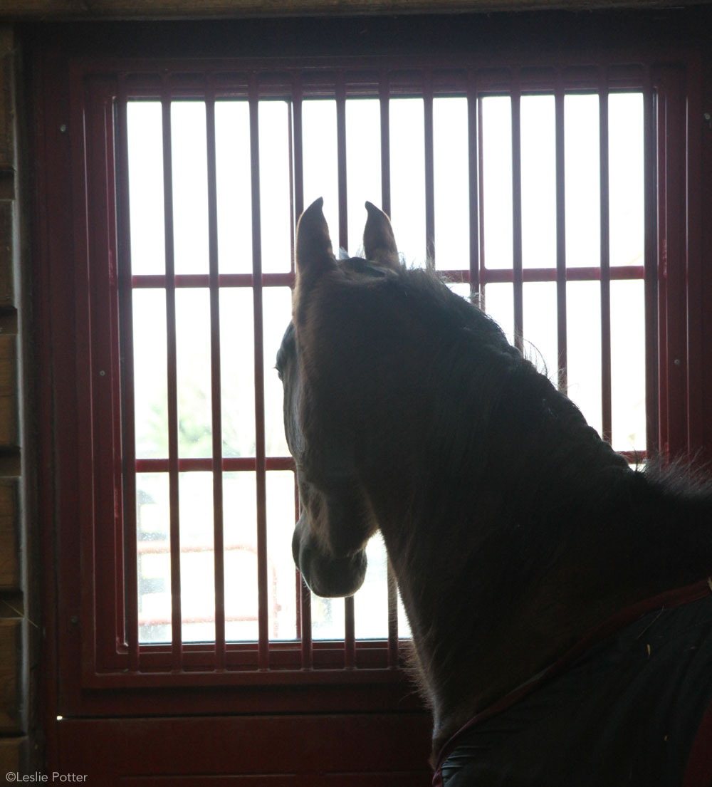 Horse in stall representing Equine Infectious Anemia