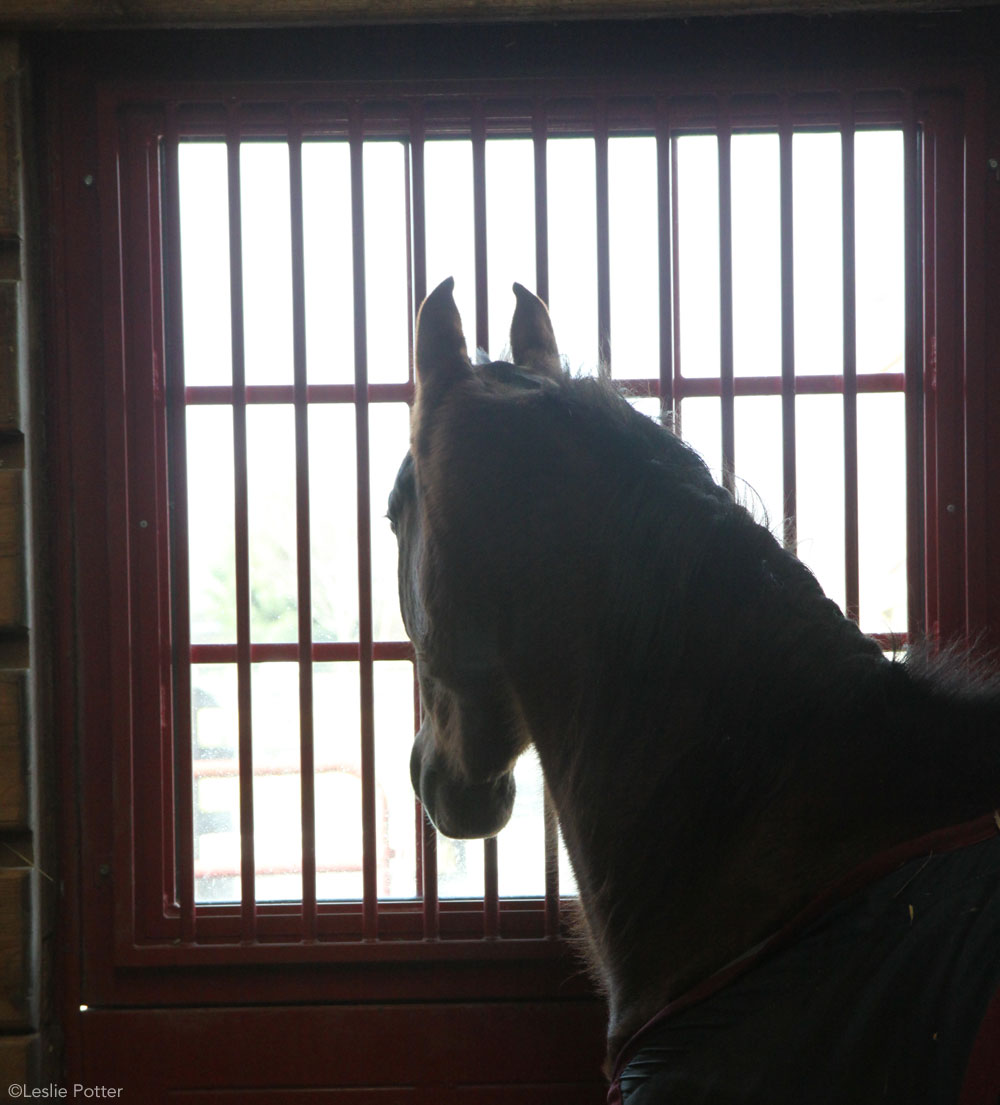 Stall Windows