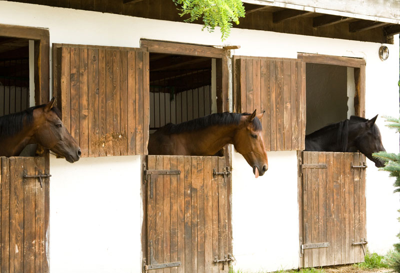 Horses in Stalls