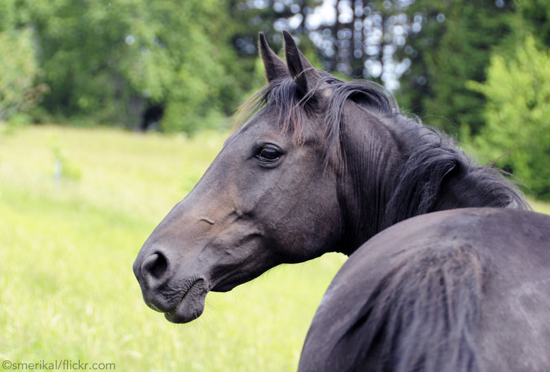 Black Standardbred Horse