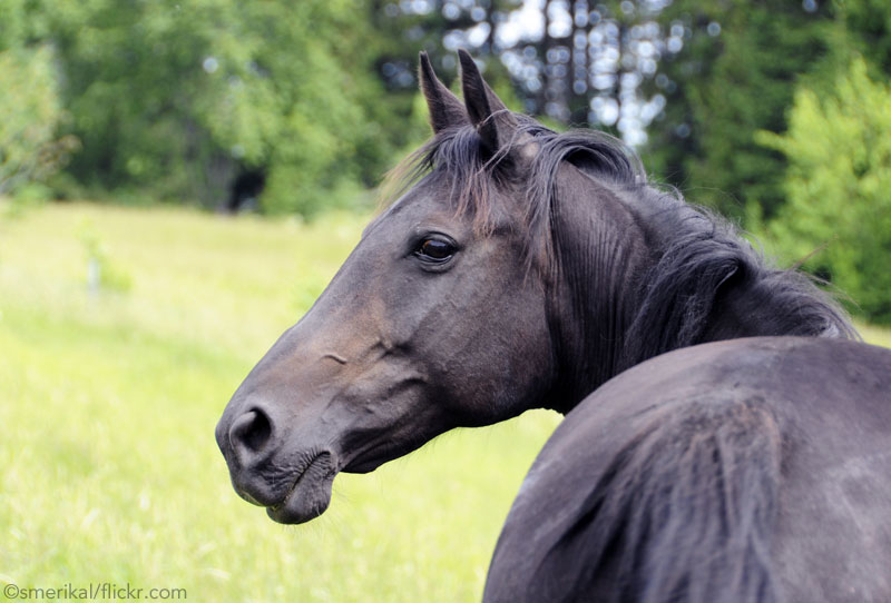 Standardbred Horse