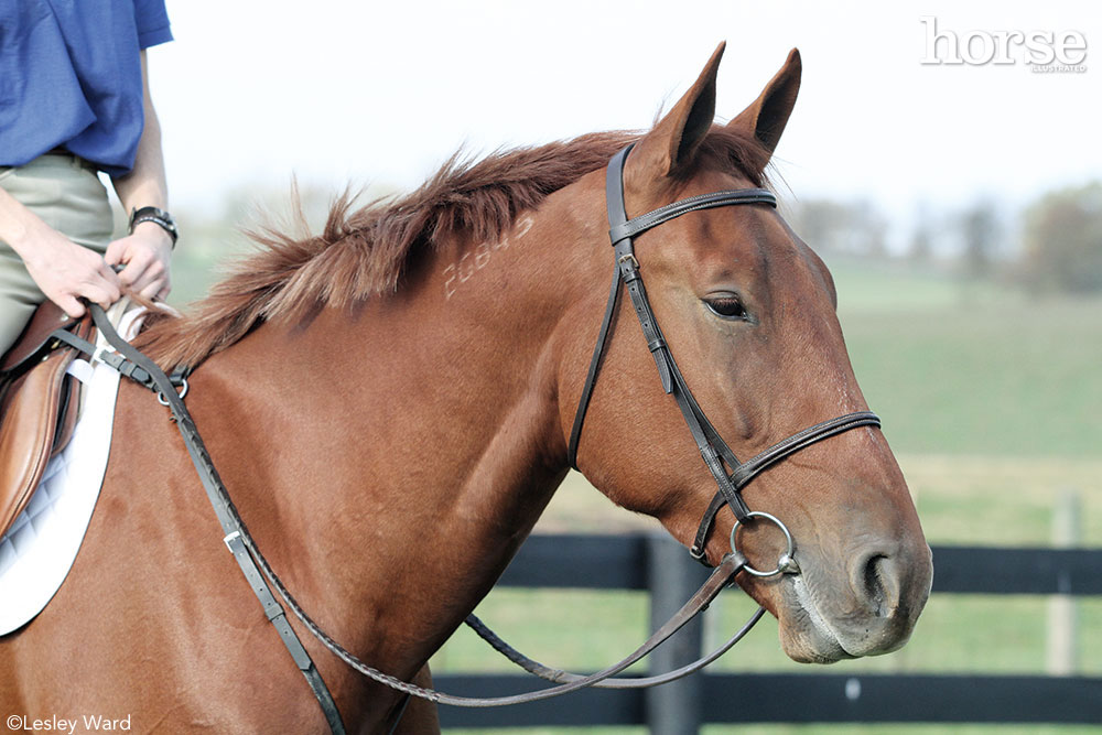 Standardbred