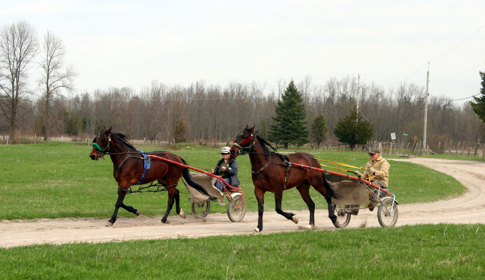 Standardbred Horses