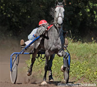 Standardbred horse