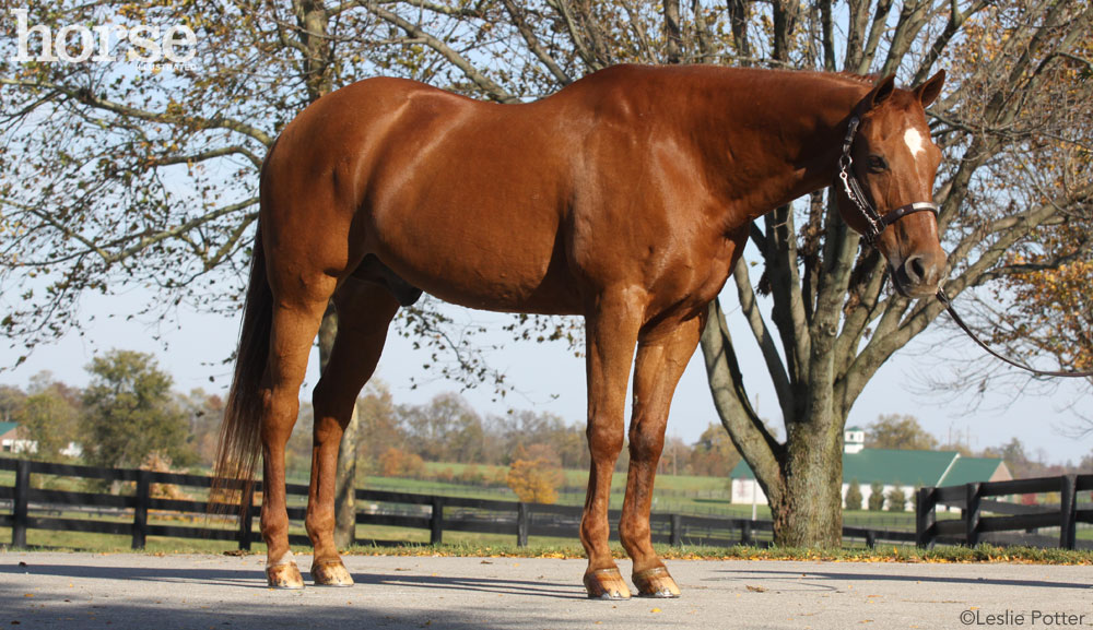 Training A Horse For Showmanship Gegu Pet training-a-horse-for-showmanship-gegu-pet