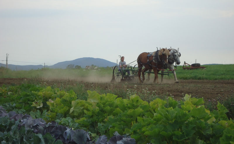 Draft Horse Farming