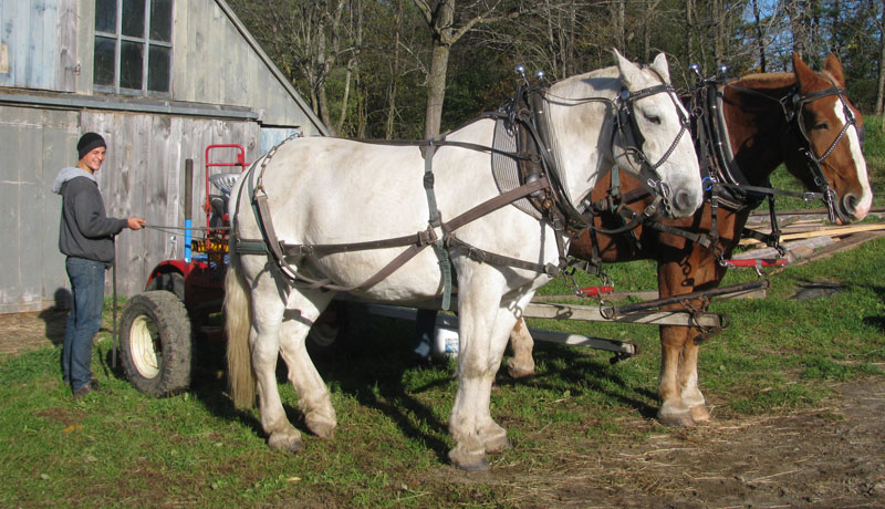 Draft Horse Farming