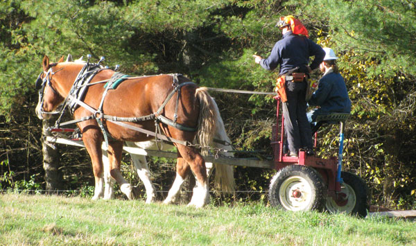 Draft Horse Farming