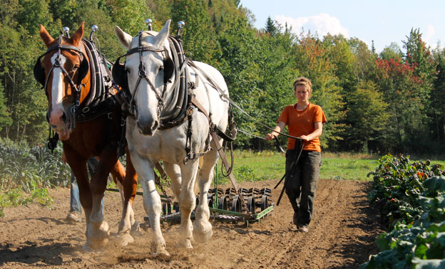 Draft Horse Farming