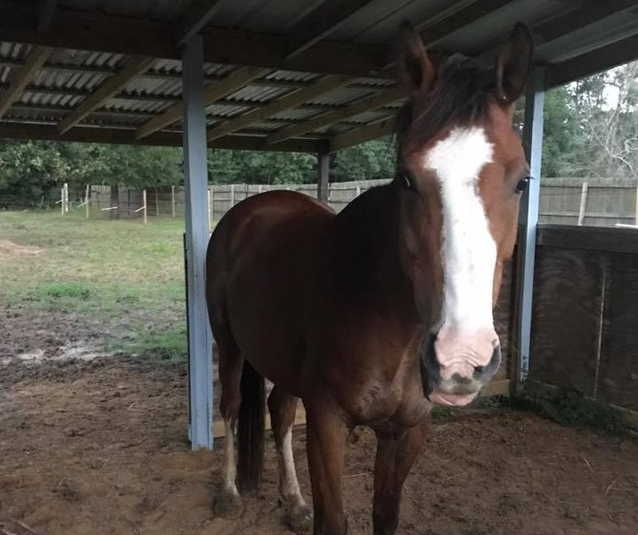 Pistol the stolen horse