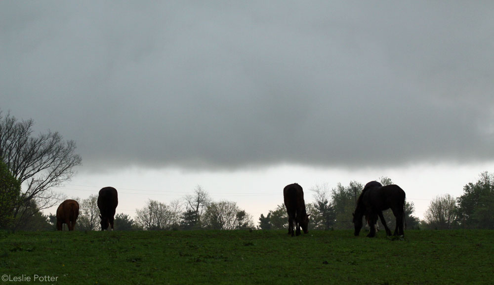 Storm Cloud