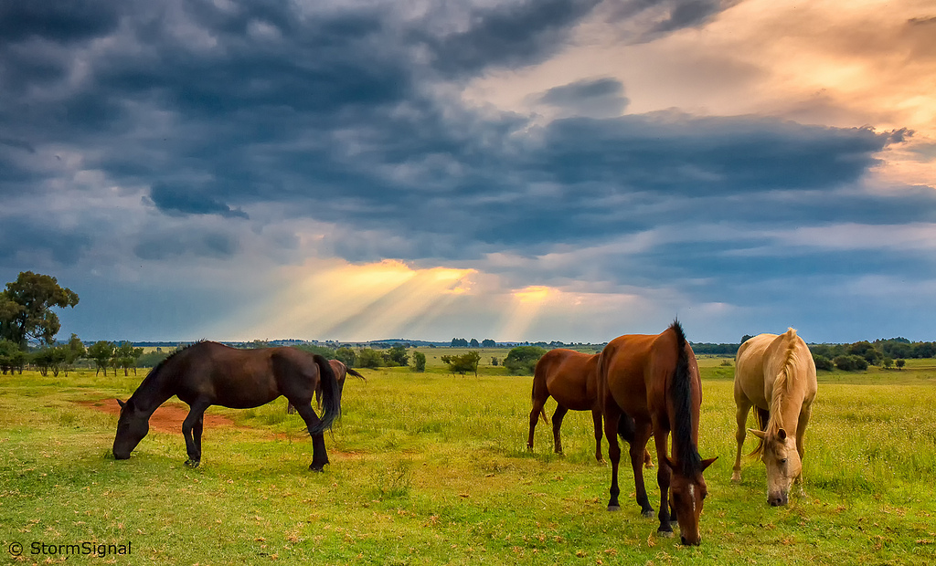 Storm Clouds and Horses