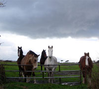 Horses under a storm cloud