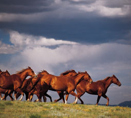 Horses in a storm