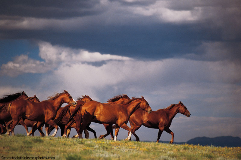 Horses in a Storm