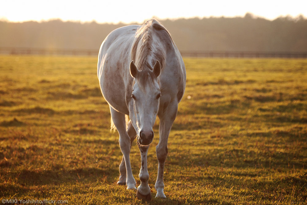 Horse at sunrise