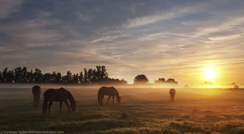Horses in a field representing equine core vaccinations