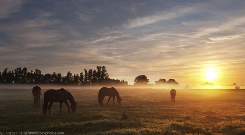 Idyllic horse farm scenery