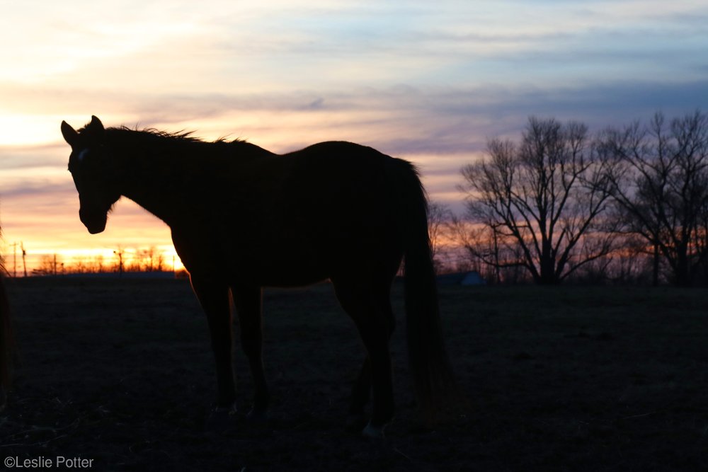 Sunset Horse