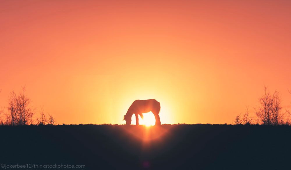 Sunset Horse