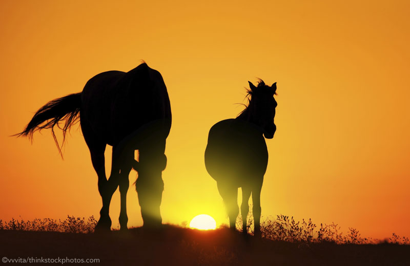 Horses in Sun