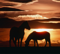 Equine photography