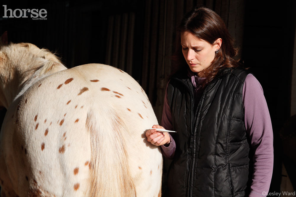 Taking a horse's temperature