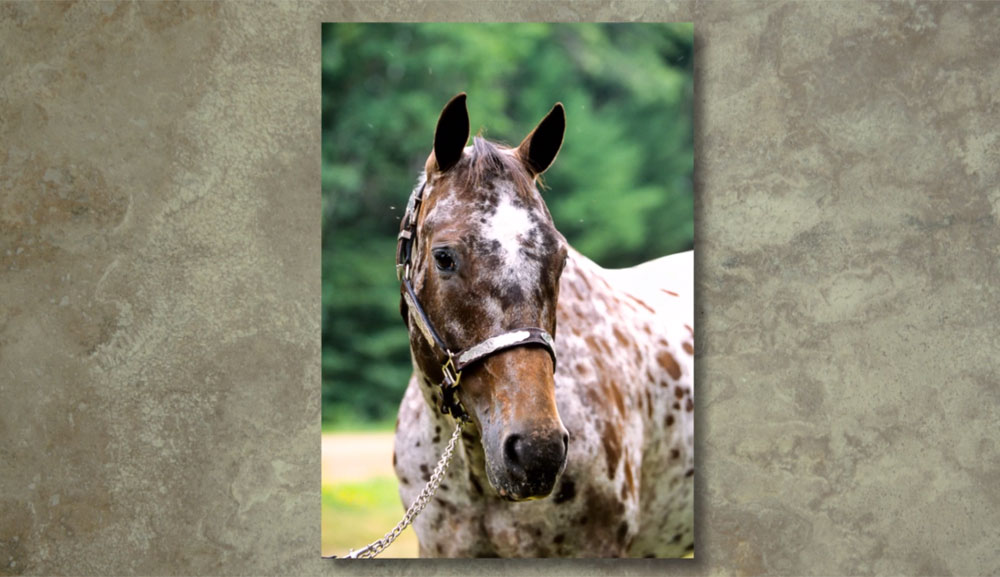 Horse Headshots