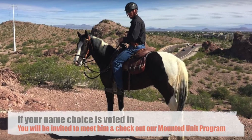 Tempe Police Horse