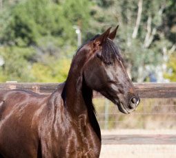 Tennessee Walking Horse