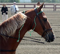 Tennessee Walking Horse