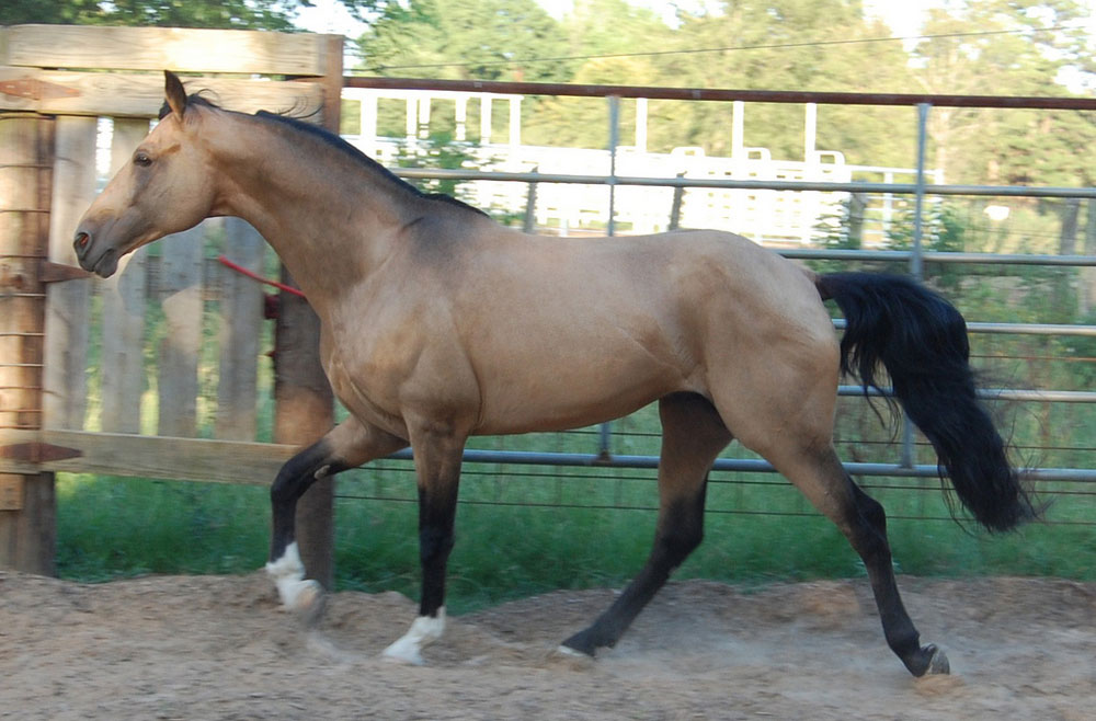 Tennessee Walking Horse