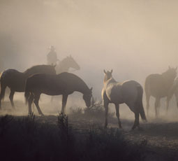 Desert horses