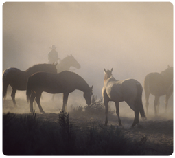 Texas horses