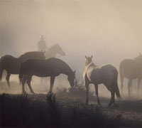 Drought horses