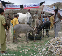 Equines at an emergency station in Pakistan