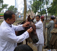 The Brooke provides veterinary care